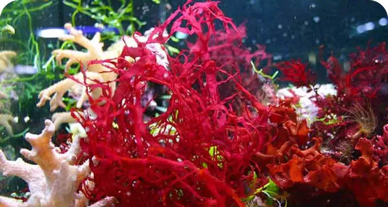 VISIVRA™ Astaxanthin antioxidant support for eye wellness