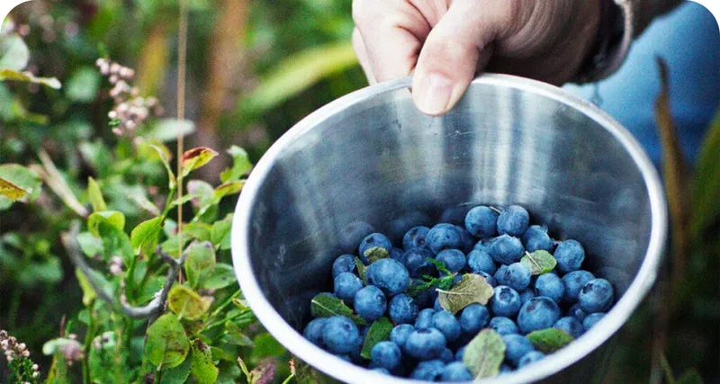 VISIVRA™ Bilberry Extract supports eye wellness and circulation
